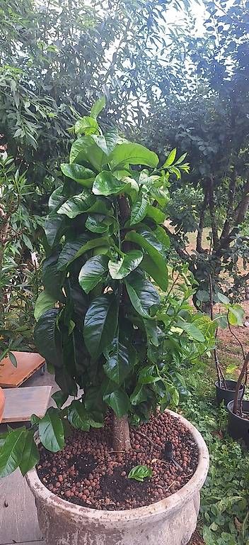 Piante & sementi: Zitronenbaum – Usato da Madiswil venduto da Oleander2