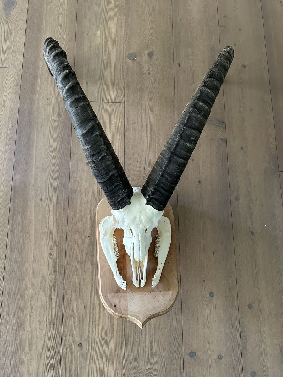 Altre raccolte & rarità: Kapitaler Steinbock  – Usato da Trimmis venduto da Murin62 3