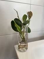 Philodendron scandens Brasil - Stecklinge