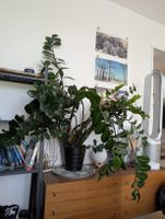 Schöne, grosse Glücksfeder (Zamioculcas) – sehr pflegeleicht