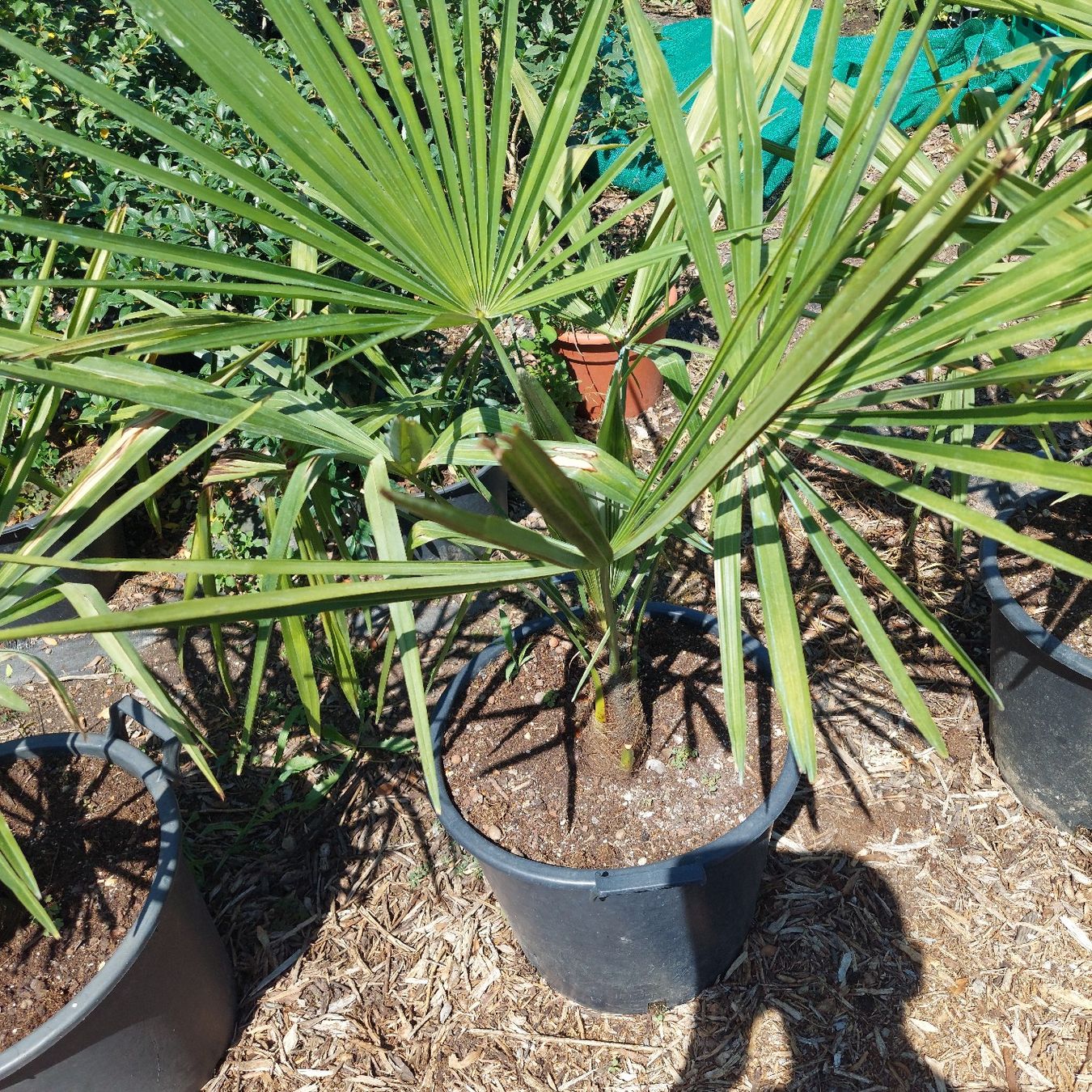 Piante & sementi: Trachycarpus fortunai – Usato da Honau venduto da Blazer1 2