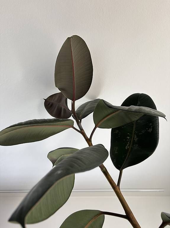 dragontail monstera Dragon Tail Monstera Plants