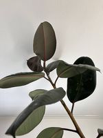 Gummibaum Ficus elastica