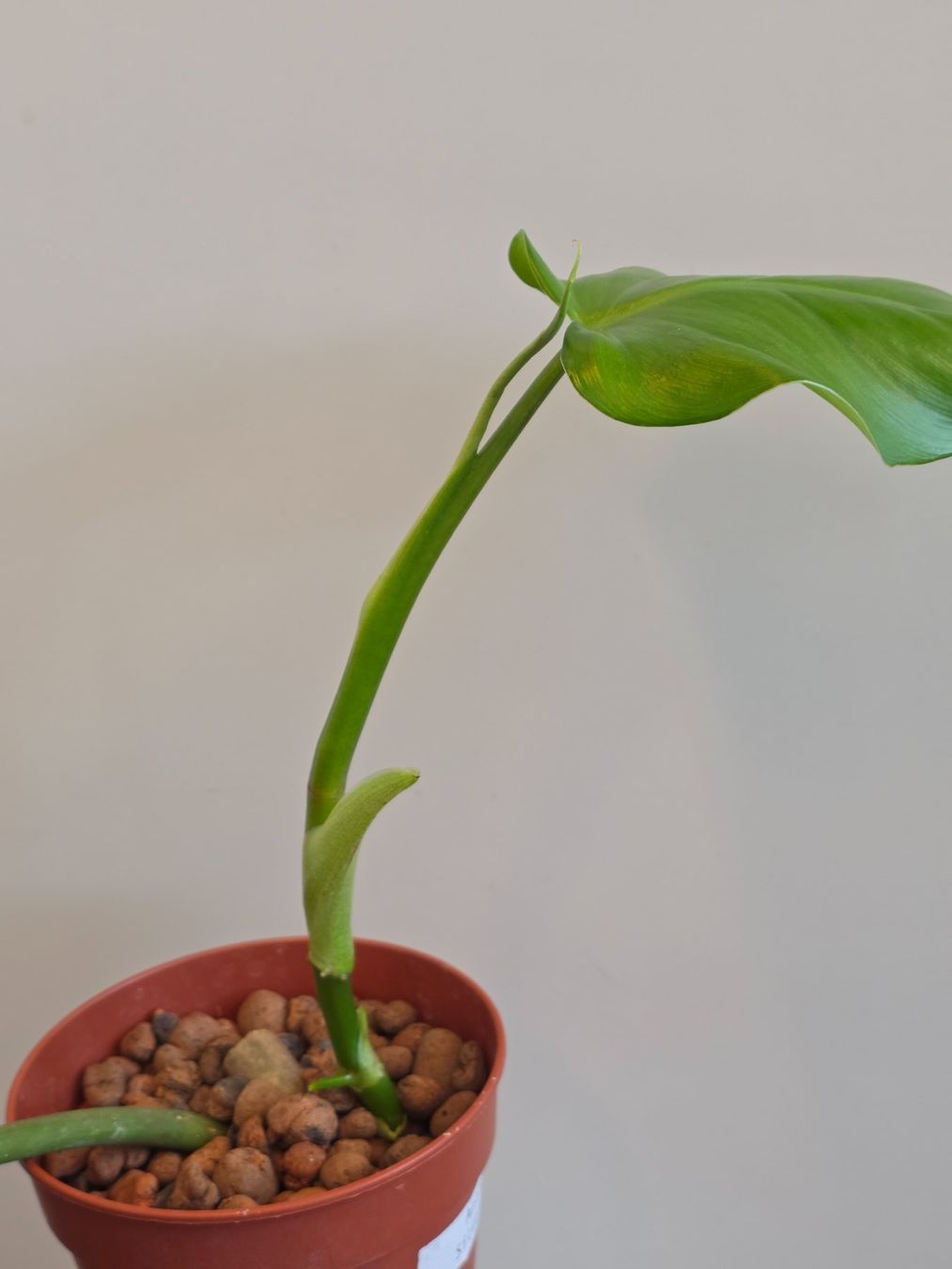 Plantes & graines: 🌿 Philodendron Domesticum – D'occasion à BERN par kre_tb2n 3