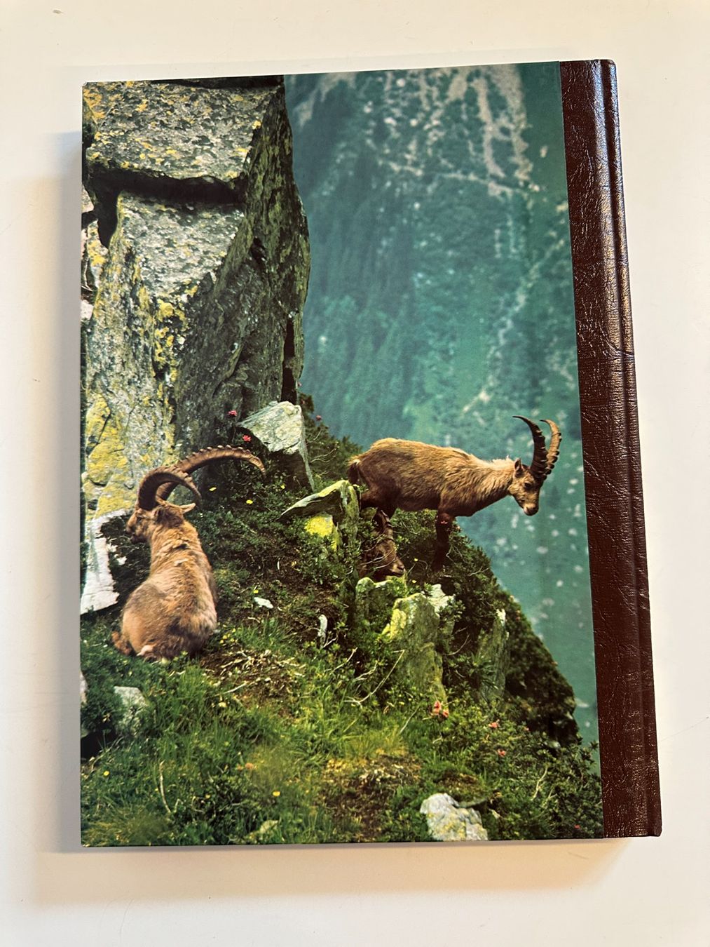 Libri: Buch "Freilebende Tiere unserer Heimat" – Usato da Urdorf venduto da Erika666 2