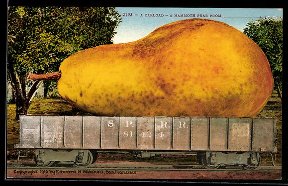 Cartoline postali: A Carload-A Mammoth Pear, Mammuth-Birne – Usato da Berlin venduto da bartko-reher