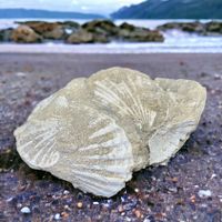 Coquilles pétrifiées - Pecten benedictus - Fossiles