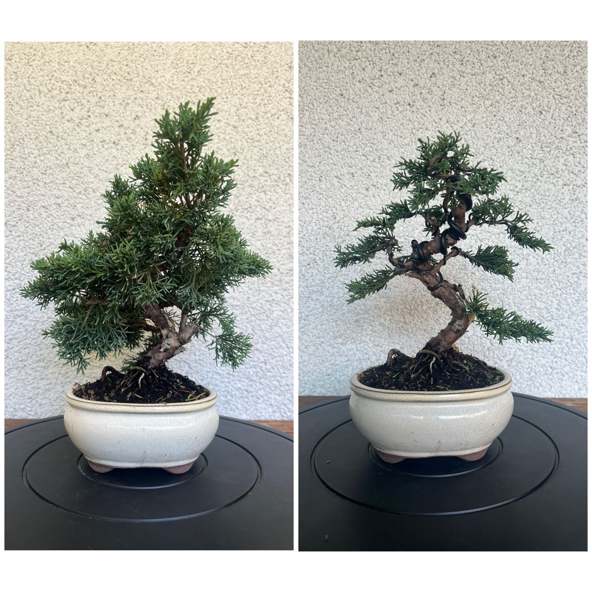 Plantes & graines: Wacholder Bonsai  – Neuf (Voir description) à Hettlingen par BonsaiNaturist.com 3