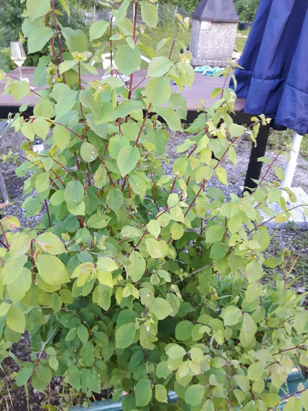 Piante & sementi: Wald geissblatt gelb – Nuovo (secondo la descrizione) da Ibach venduto da chaemilochhobbygarte 1
