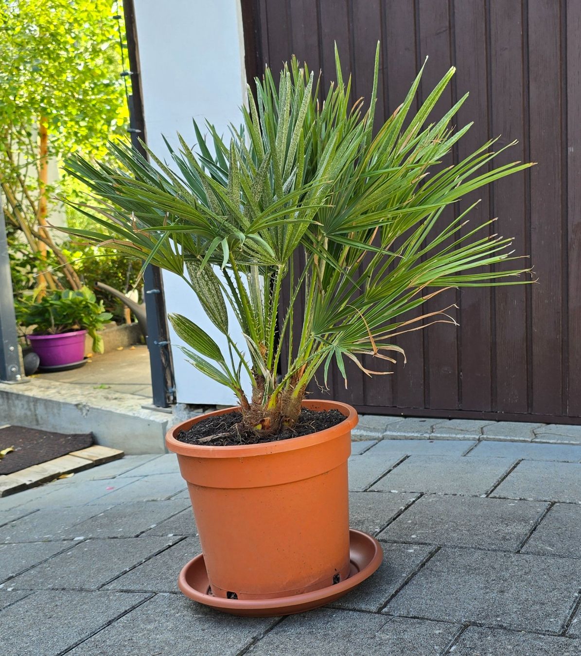 Piante & sementi: Fächerpalme Chamaerops humilis – Usato da Aarburg venduto da popkorn65 1