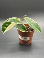 Hoya Carnosa 'Flamingo Dream‘ (1-6)