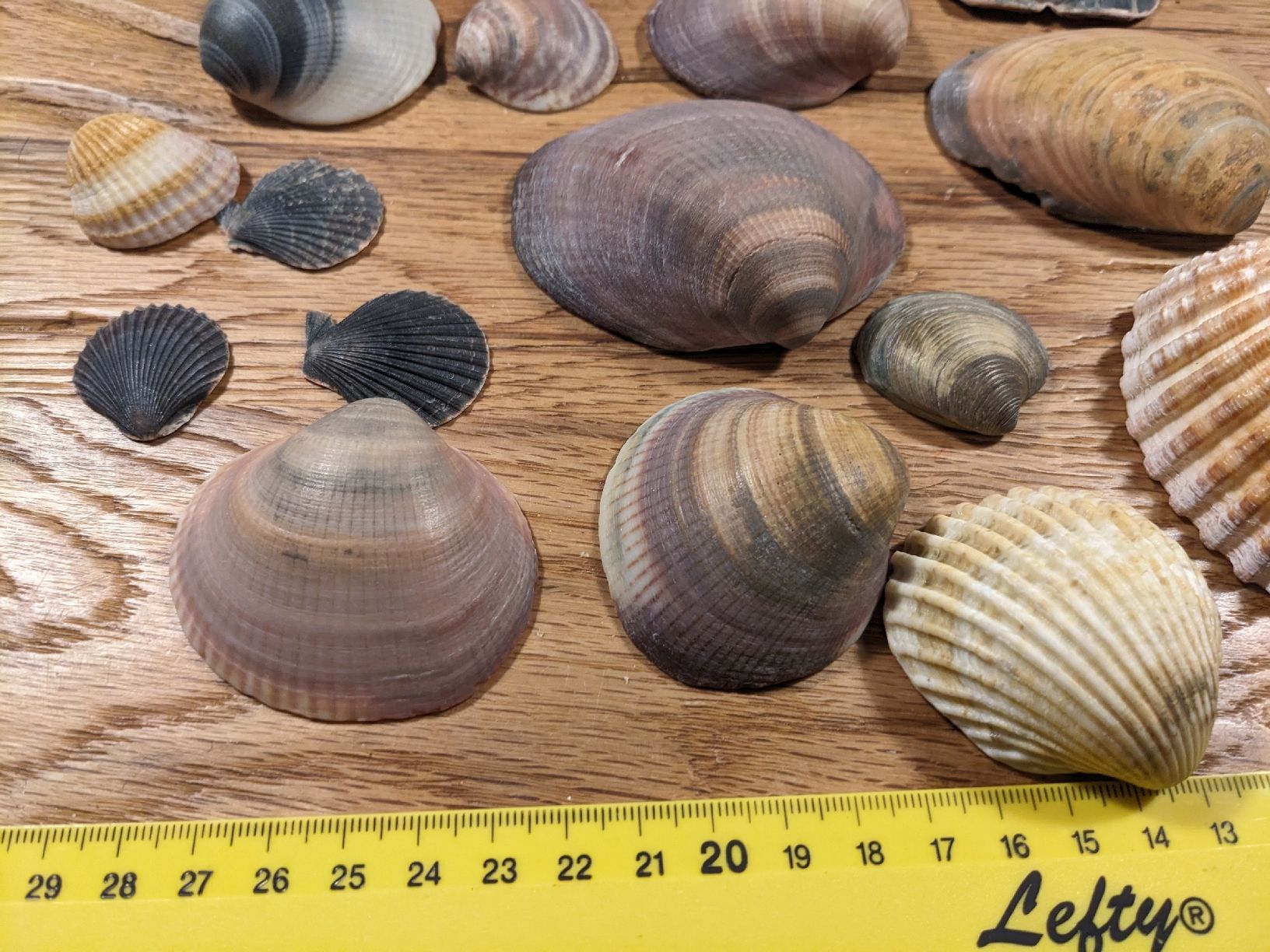 Tutte le decorazioni: Wunderschöne Muscheln, Deko oder Basteln – Usato da Basel venduto da labaffe01 5