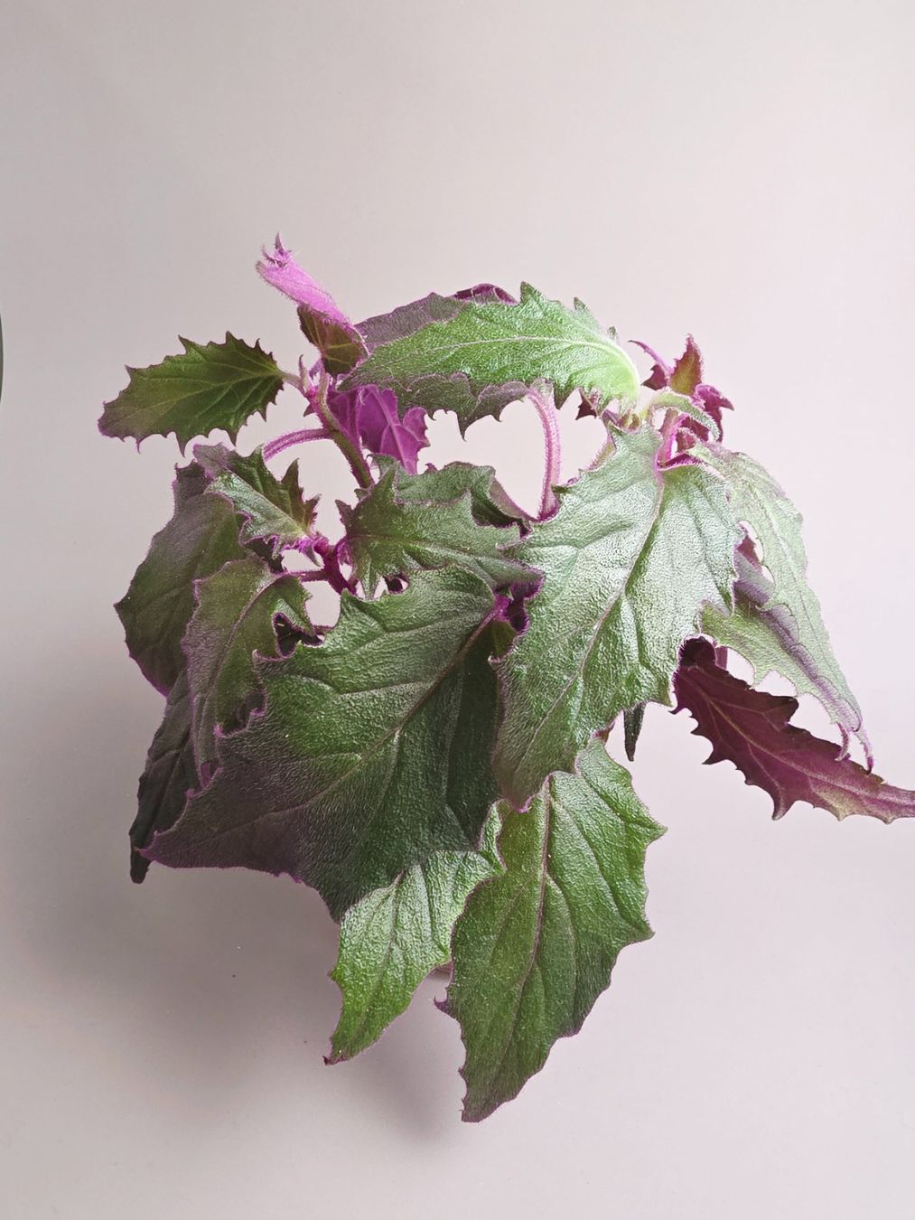 Pflanzen & Samen: Gynura aurantiaca Steckling – Neu (gemäss Beschreibung) aus Gerolfingen von Azora