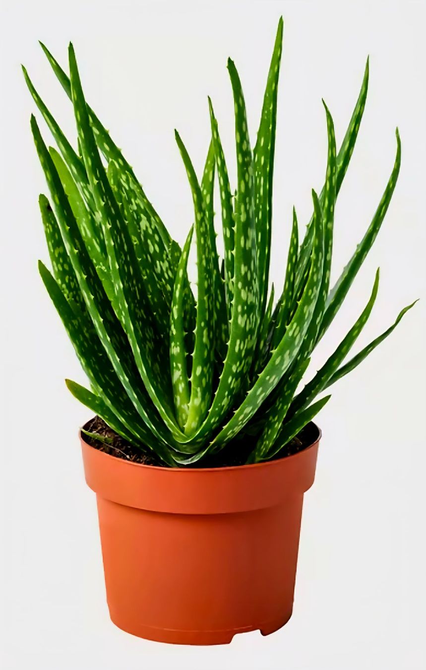 Piante & sementi: ALOE VERA CHINESISCHE MULTIPFLANZE 20 CM – Nuovo e nell'imballaggio originale da Rovio venduto da POSITIFFARTandPLANTS