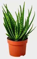 ALOE VERA CHINESISCHE MULTIPFLANZE 20 CM
