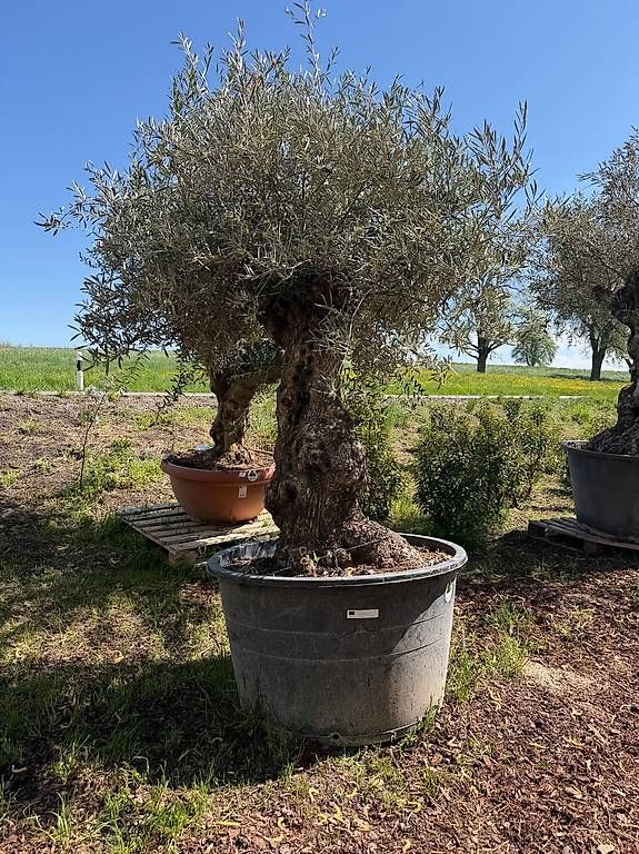 Piante & sementi: Olivenbaum "Olea Europea 6 – Usato da Zuckenriet venduto da Thur_Plant 2
