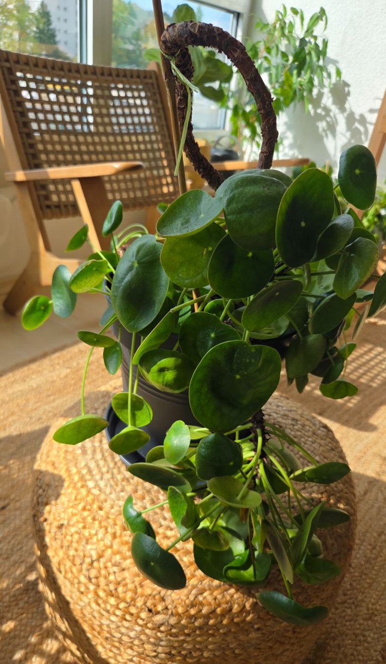 Plantes & graines: Pilea peperomioides (ca. 30cm) – D'occasion à Zürich par wile_coyote 3