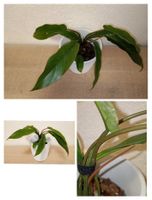 Philodendron Caramel MarbleVariegata ( vergrün )