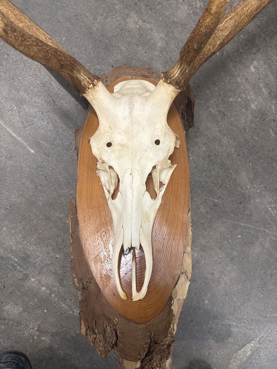 Altre raccolte & rarità: Hirsch geweih 10er – Usato da Strengelbach venduto da HeidiHeidi09 2