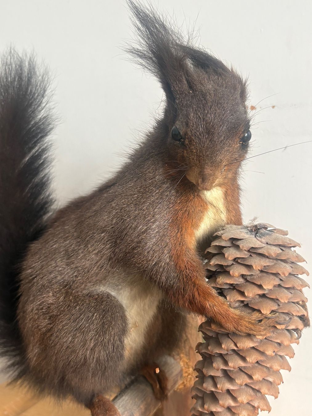 Il mondo degli animali: Präparations Eichhörnchen mit Tannenzapfen – Usato da Frick venduto da Rukki 2