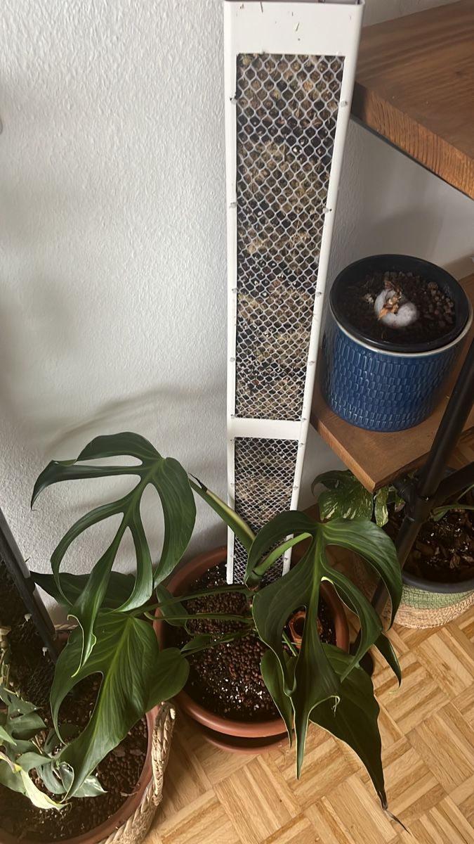 Pflanzen & Samen: Moosstab / Plant Climbing Support - White, New, Grab Now! – Neu (gemäss Beschreibung) aus Sursee von gal_lp7g 1