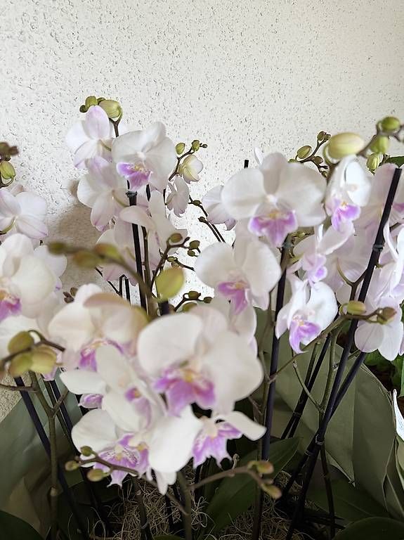 Piante & sementi: 14 Orchideen weiß, rosa/pink  – Usato da Küsnacht ZH venduto da lyd_8mmf 2