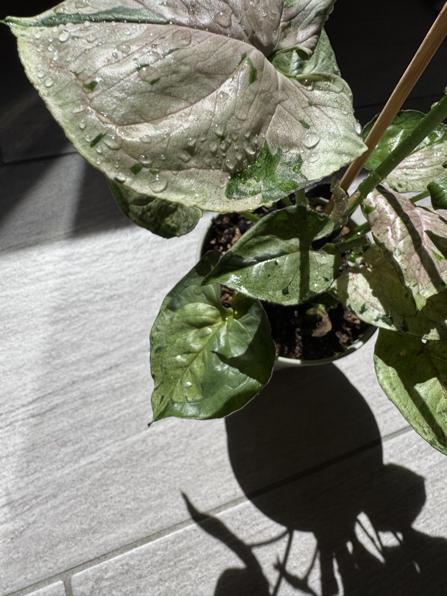 Pflanzen & Samen: Syngonium Green Splash – Gebraucht aus Sugiez von fabandy16 7