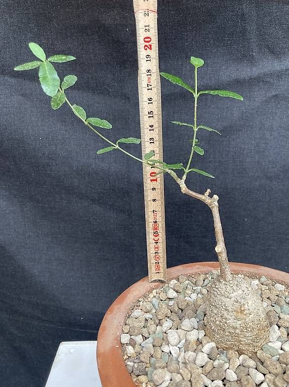 Piante & sementi: Caudex Fockea edulis – Nuovo e nell'imballaggio originale da Liestal venduto da PrebenZwei 1