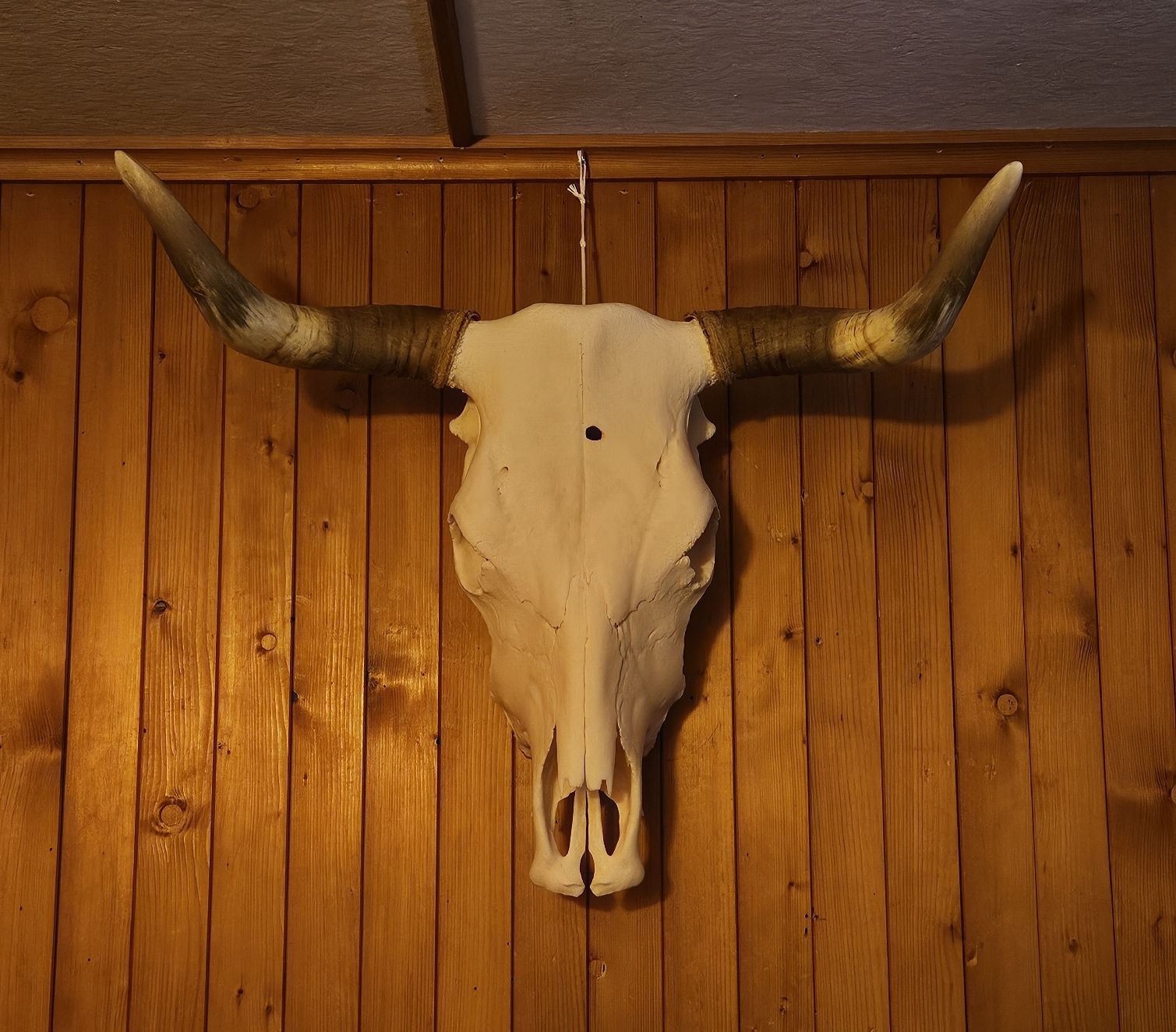 Monde des animaux: Simmentaler Kuhschädel – D'occasion à Gstaad par mar_m2jq 1