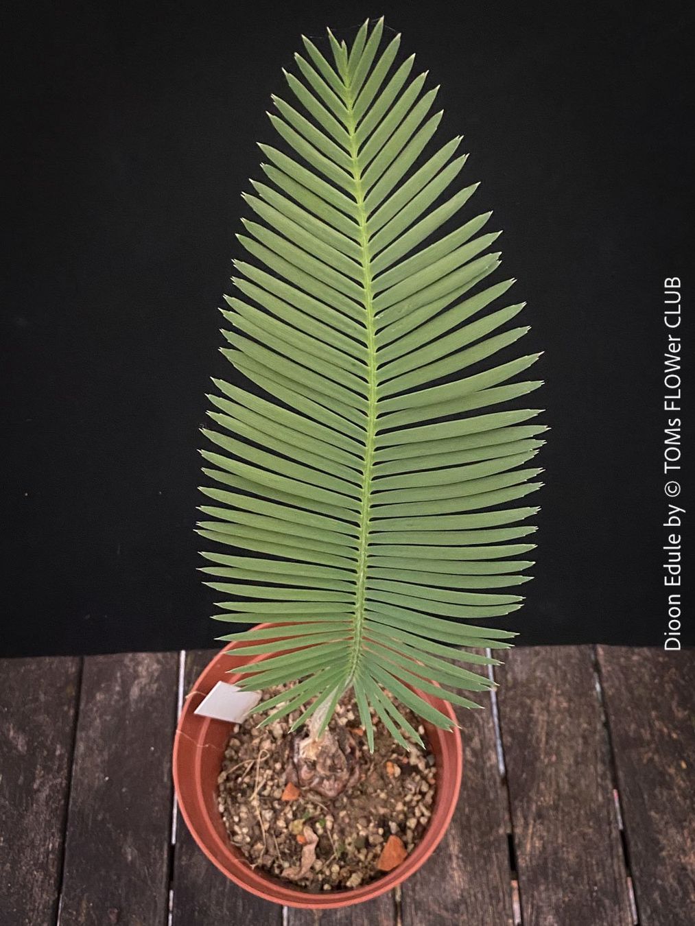 Piante & sementi: Dioon Edule - mexikanischer Doppelpalmfarn - Einzelstücke – Nuovo e nell'imballaggio originale da Adliswil venduto da MarkyForest 3