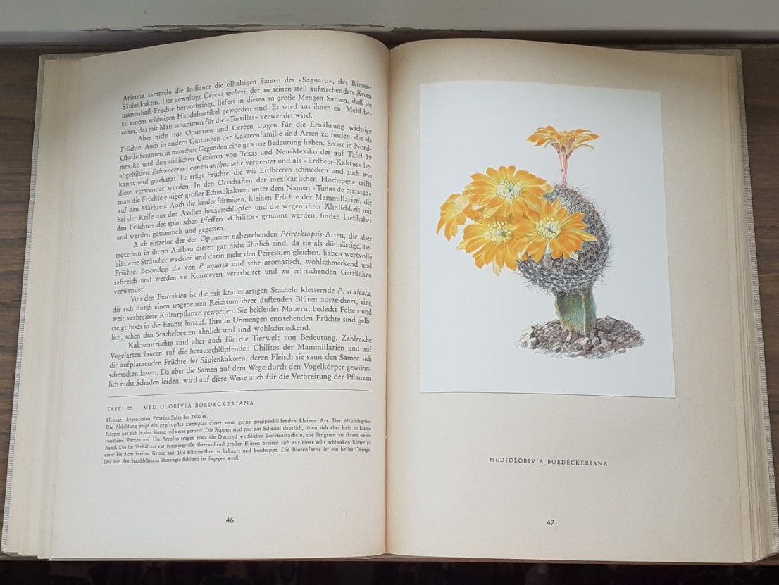 Libri: Kakteen Silva 1954 – Usato da Mörschwil venduto da lindaswunderkiste 7