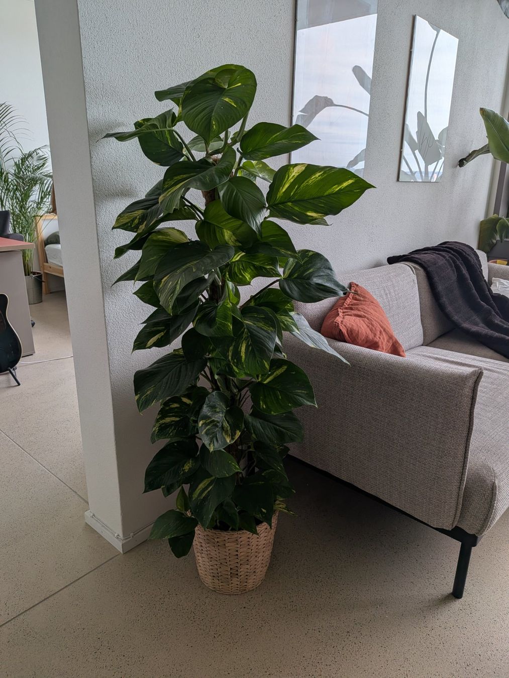 Plantes & graines: Efeutute XL 140cm inkl. Übertopf – D'occasion à Zürich par sve_kk5x