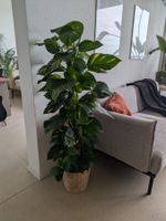 Efeutute XL 140cm inkl. Übertopf