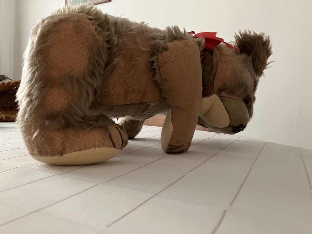 Steiff Bambole: Steiff Teddybär – Usato da Cham venduto da Roger1968 3