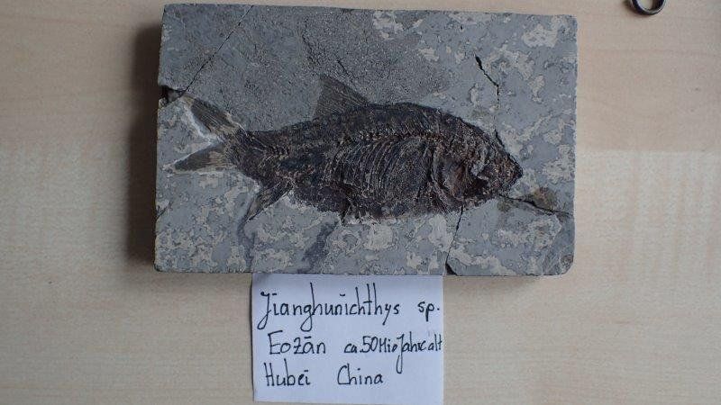 Fossili: fossiler Fisch aus China – Usato da Rickenbach BL venduto da Oktober68 3