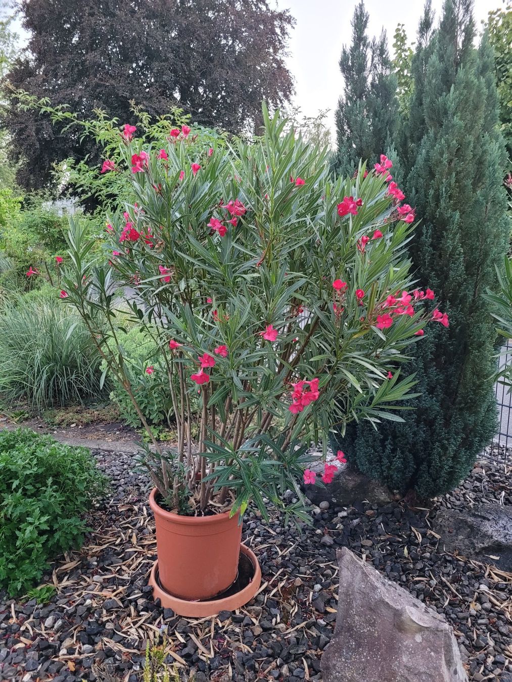 Pflanzen & Samen: schöner grosser Oleander 180cm – Gebraucht aus Aarberg von belaija 2