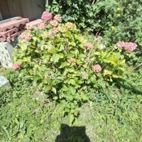 Hortensie rosa-gruen im Garten, zum selber ausgraben.