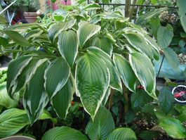 Ableger von dieser Hosta Funkie grün weiss Blüte hellviolett