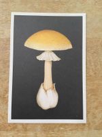 AK neu Illustration Pilz grüner Knollenblätterpilz