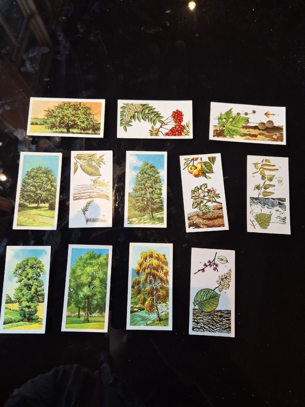 Cartes à collectionner: Zigarettenbilder Bäume lot 17 – D'occasion à Hofstetten BE par hillhood