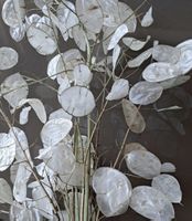 Lunaria Moneta del Papa 15 Samen Silberling Trockenblume