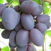 Vigne Raisin de collection ATAMAN PAVLYUK (énorme)
