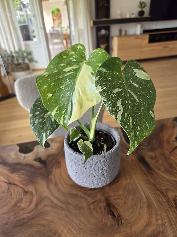 Piante & sementi: Monstera deliciosa Thai Constellation – Usato da Jona venduto da pau_g7rc 4