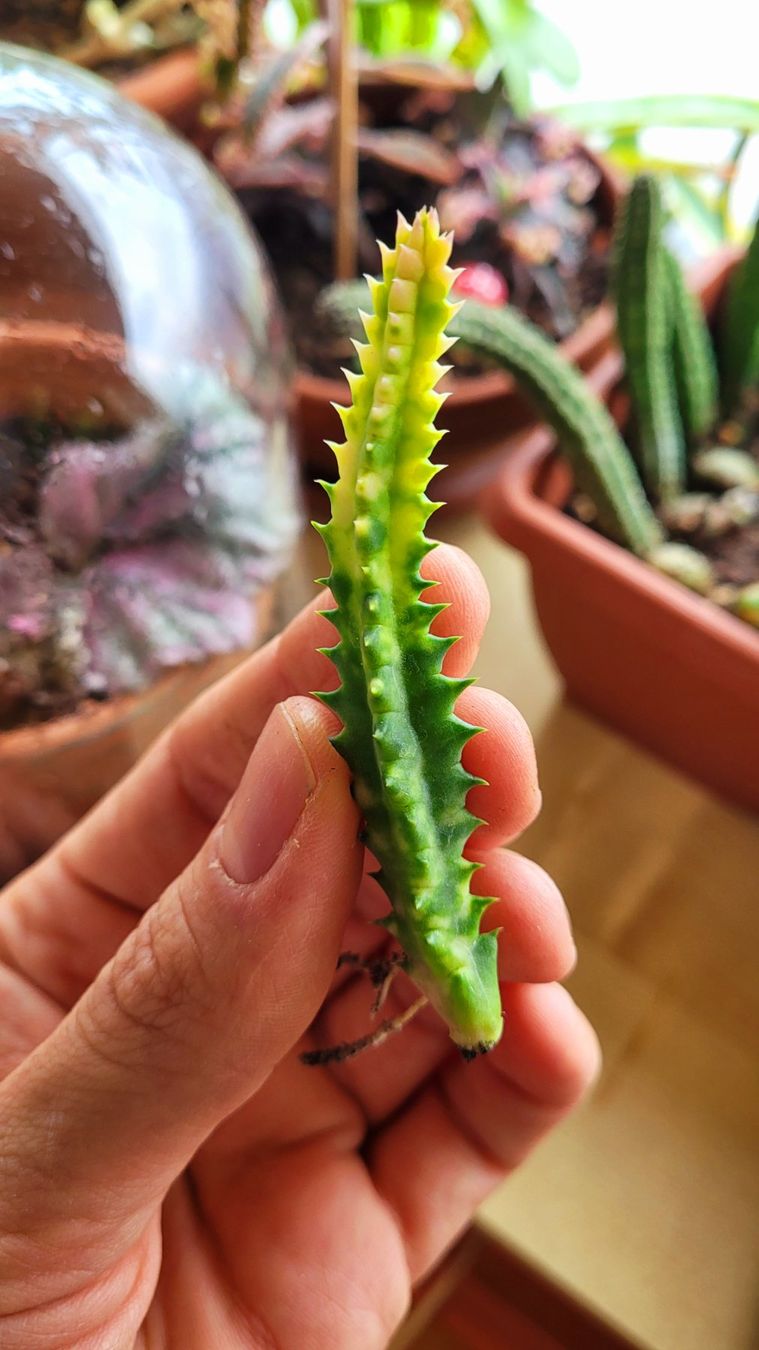 Piante & sementi: Huernia zebrina variegata – Usato da Zürich venduto da The_Plant_Wizard 3