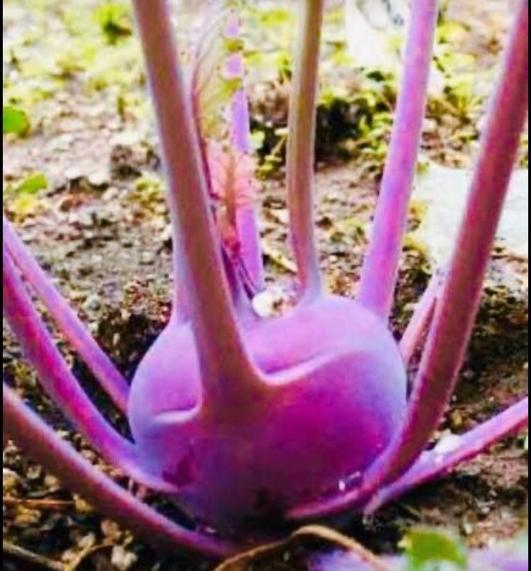 Piante & sementi: 30 SAMEN GRAINES SEMI  Blauer Kohlrabi – Nuovo e nell'imballaggio originale da Rovio venduto da POSITIFFARTandPLANTS 4