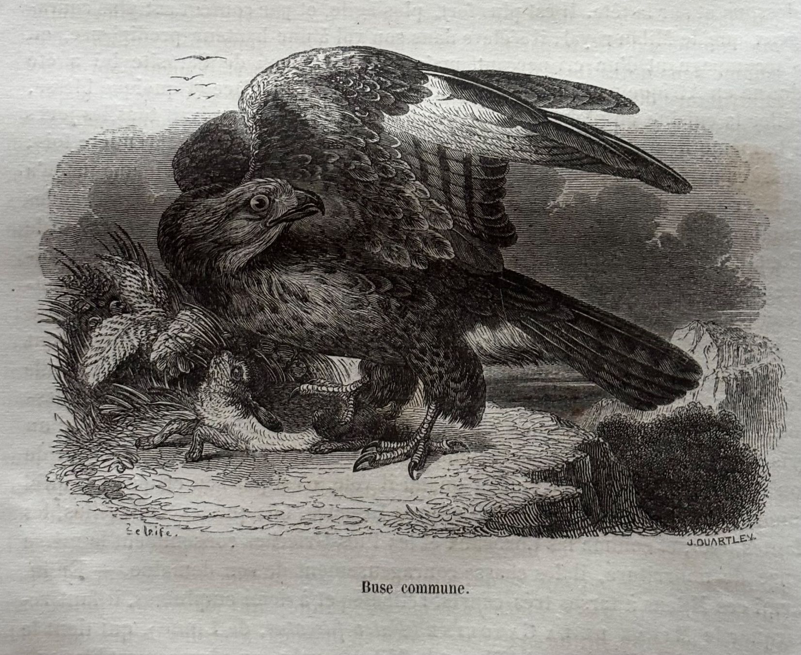 Stiche: Stahlstich 1843 - Mäusebussard – Gebraucht aus Frauenfeld von Merk52