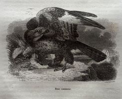 Stahlstich 1843 - Mäusebussard