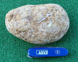 Fossilien-Stein mit Muscheln, cooles Sammlerstueck!  1132kg