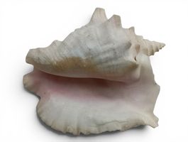 Grosse Meeresschnecke / Muschel