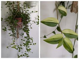 Tradescantia fluminensis variegata Hängepflanzen, Balkon